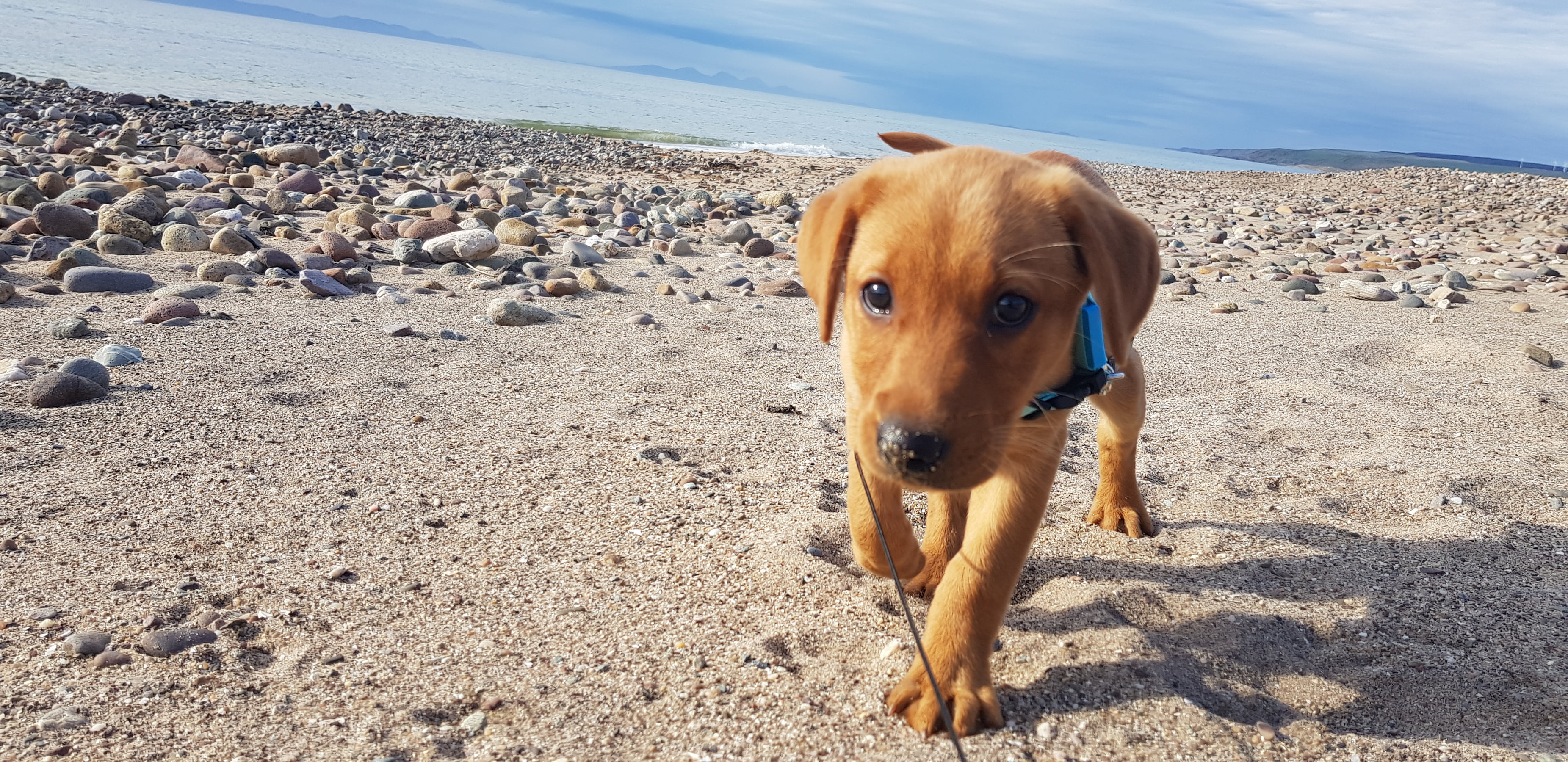dog walking across pebbled beach Machrihanish Holiday park
