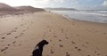 dog walking across the sand at Mach Bay