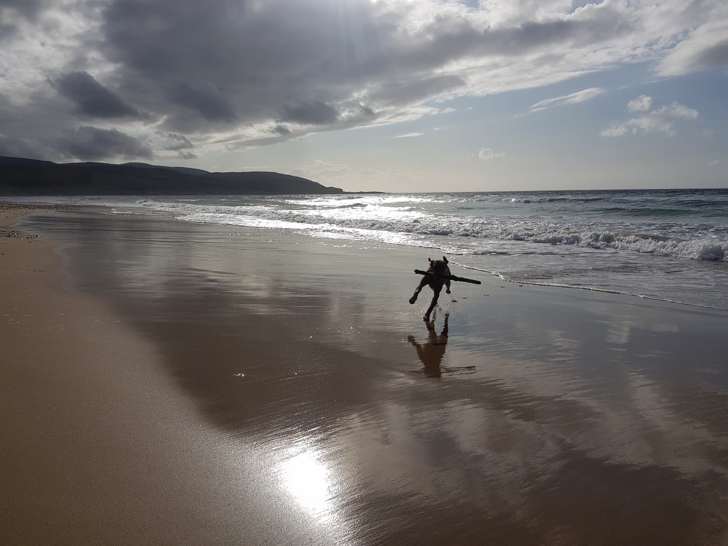 dog running with stick on the beach Machrihanish Holiday Park